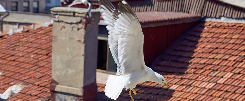 Residential Chimney Animal Removal Solution in Salina, KS